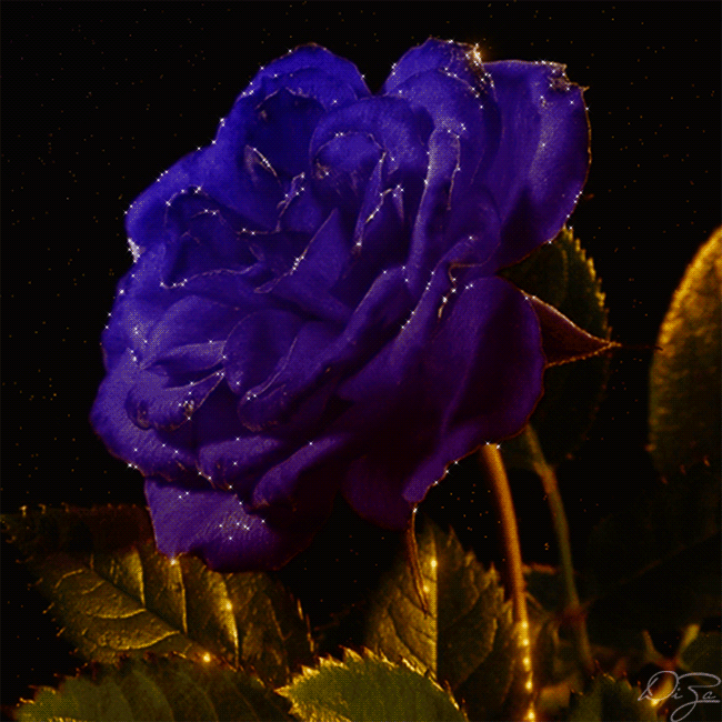 Роза синяя~Анимационные блестящие открытки GIF