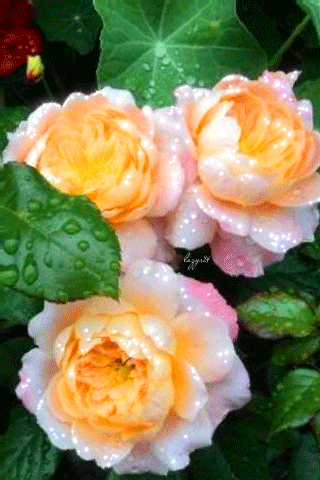 Розы в каплях воды~Анимационные блестящие открытки GIF