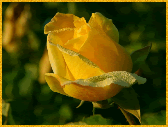 Жёлтая роза~Анимационные блестящие открытки GIF
