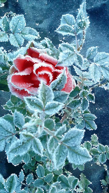 Роза на морозе~Анимационные блестящие открытки GIF