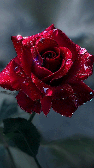 Роза в капельках росы~Анимационные блестящие открытки GIF