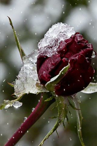 Замерзшая роза~Анимационные блестящие открытки GIF