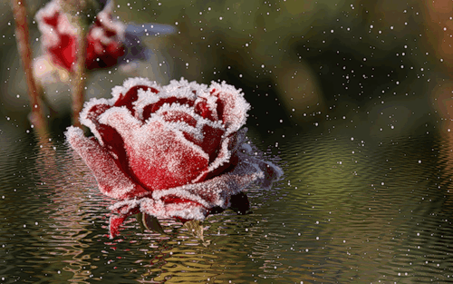 Снежная роза~Анимационные блестящие открытки GIF