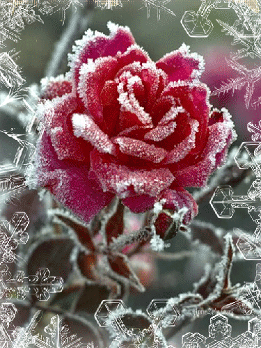 Зимняя роза в огне~Анимационные блестящие открытки GIF