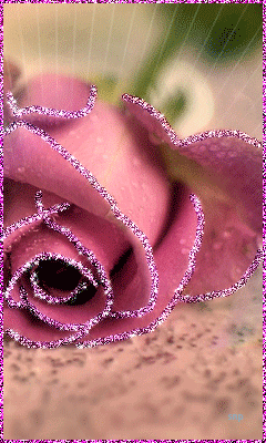 Красивая роза в лучах света~Анимационные блестящие открытки GIF