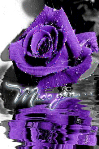 Фиалетовая роза под дождём~Анимационные блестящие открытки GIF