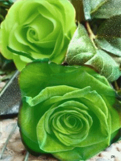 Зеленые розы~Анимационные блестящие открытки GIF