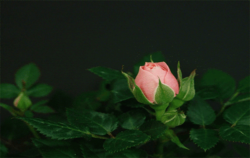 Роза распускается~Анимационные блестящие открытки GIF