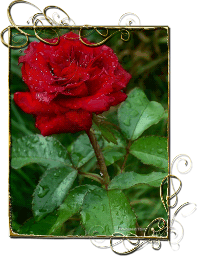 Живая роза~Анимационные блестящие открытки GIF
