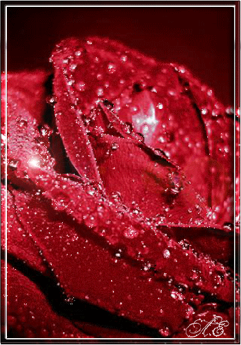 Роза с каплями~Анимационные блестящие открытки GIF