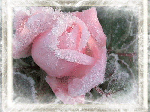Снежная, живая роза~Анимационные блестящие открытки GIF