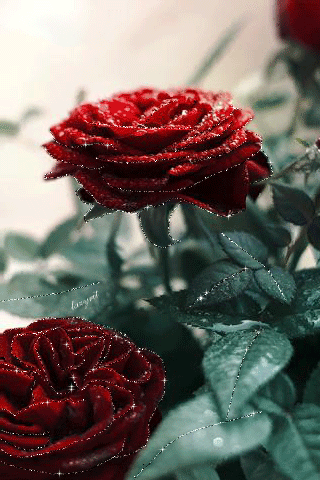 Бархатные розы анимация~Анимационные блестящие открытки GIF