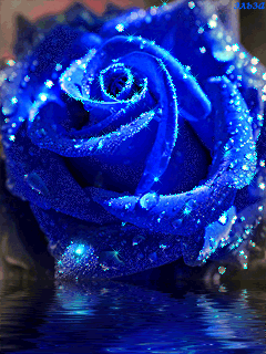 Голубая Роза~Анимационные блестящие открытки GIF