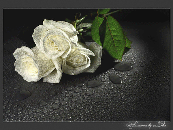 Три белых розы~Анимационные блестящие открытки GIF