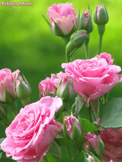 Розовые мерцающие розы~Анимационные блестящие открытки GIF