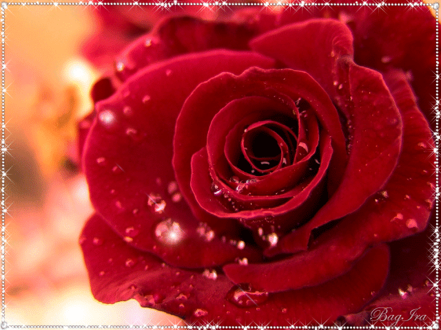 Красная роза~Анимационные блестящие открытки GIF