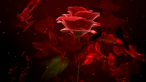 Rose~Анимационные блестящие открытки GIF