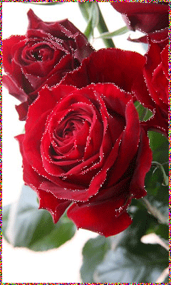 Бордовые розы~Анимационные блестящие открытки GIF