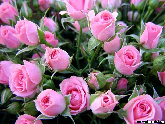 розовые розы~Анимационные блестящие открытки GIF
