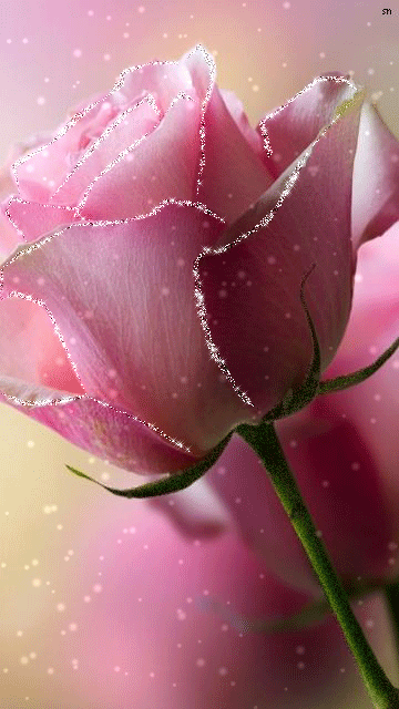Мерцающая розовая роза~Анимационные блестящие открытки GIF