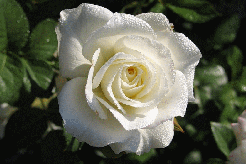 Белая Роза~Анимационные блестящие открытки GIF