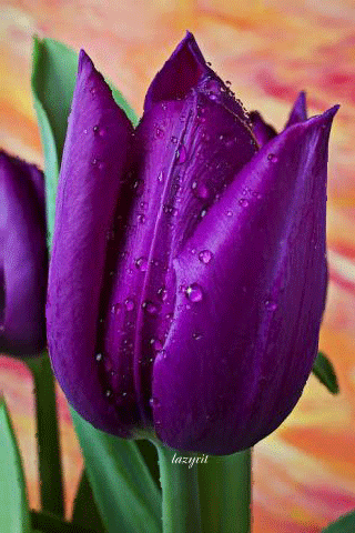 Фиалетовый тюльпан~Анимационные блестящие открытки GIF