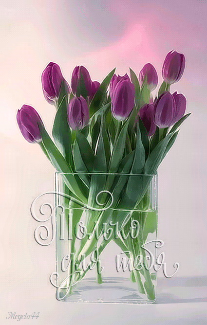 Изумительные тюльпаны - Тюльпаны открытки и картинки