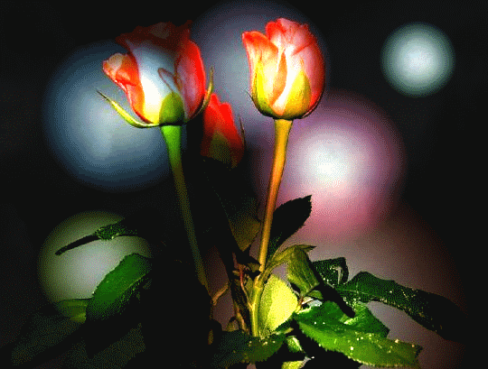 Самой прелестной - Тюльпаны открытки и картинки
