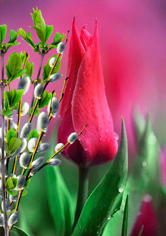 Верба и тюльпан~Анимационные блестящие открытки GIF