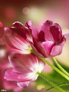 Три тюльпана~Анимационные блестящие открытки GIF