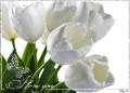Белые тюльпаны - Тюльпаны открытки и картинки