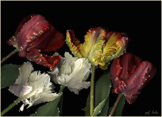 Тюльпаны с блеском~Анимационные блестящие открытки GIF