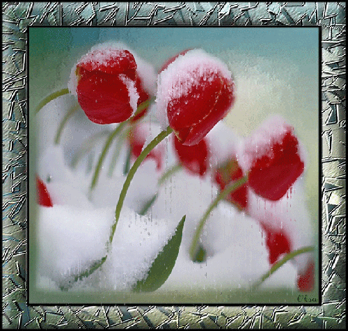 Тюльпаны в снегу~Анимационные блестящие открытки GIF