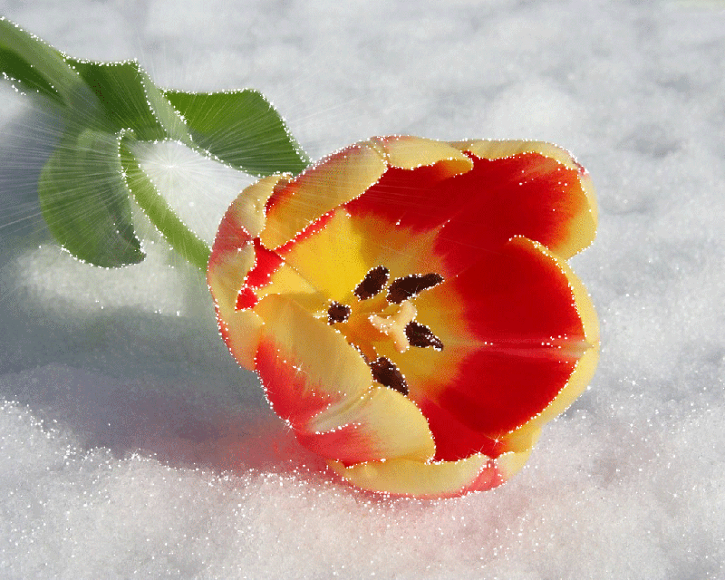 Тюльпан на снегу~Анимационные блестящие открытки GIF