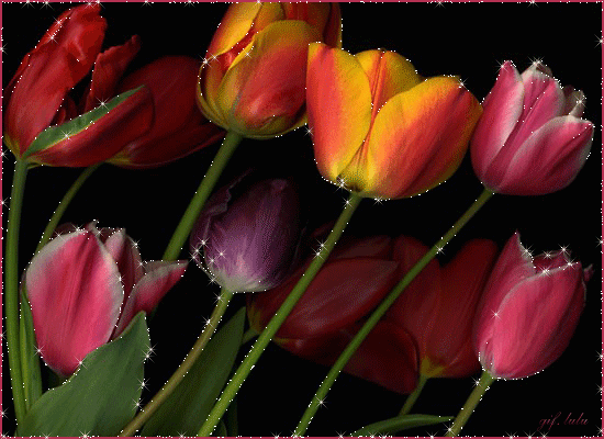 Тюльпаны блестяшки~Анимационные блестящие открытки GIF