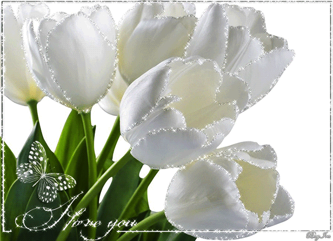 Белые тюльпаны~Анимационные блестящие открытки GIF