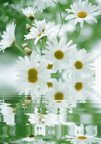 ромашки у воды~Анимационные блестящие открытки GIF