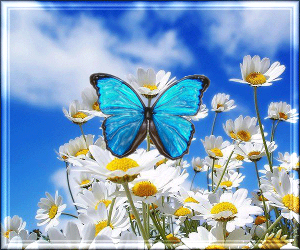 ромашки и бабочка~Анимационные блестящие открытки GIF