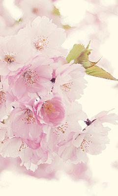 Ветка вишни~Анимационные блестящие открытки GIF
