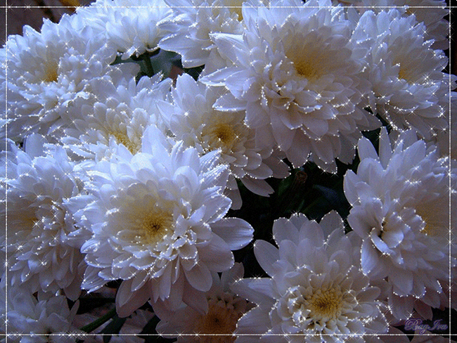 Белые хризантемы~Анимационные блестящие открытки GIF