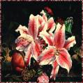 Лилии - Красивые цветы открытки и картинки
