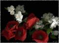Маки и жасмин - Красивые цветы открытки и картинки