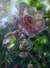 Нежный цветок - Красивые цветы открытки и картинки