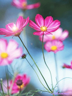 Цветы космеи~Анимационные блестящие открытки GIF