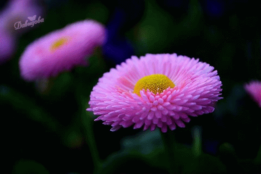 эти цветы для тебя...~Анимационные блестящие открытки GIF