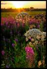 Луговые цветы - Красивые цветы открытки и картинки