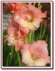 Гладиолус - Красивые цветы открытки и картинки