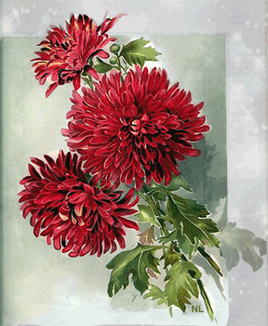 Красные хризантемы - Красивые цветы открытки и картинки