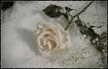 Белая роза на снегу - Красивые цветы открытки и картинки