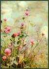 Клевер луговой - Красивые цветы открытки и картинки